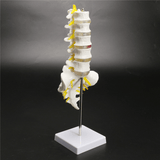 12''Life Size Chiropractic Human Anatomical Lumbar Vertebral Spine Anatomy Model