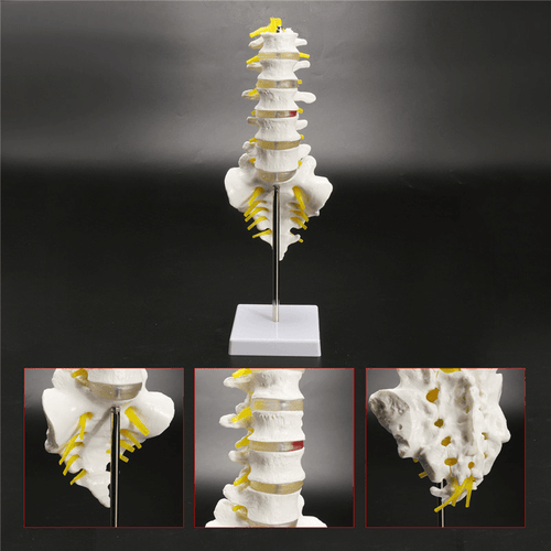 Modelo de anatomía de la columna vertebral Lumbar anatómica humana quiropráctica de tamaño real de 12 pulgadas