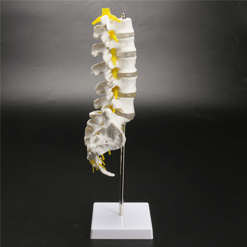 12''Life Size Chiropractic Human Anatomical Lumbar Vertebral Spine Anatomy Model