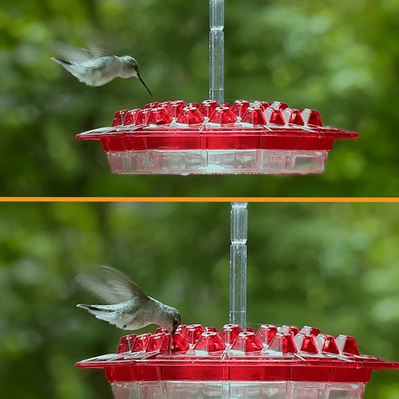 Hummingbird Feeder With Perch【72% OFF】